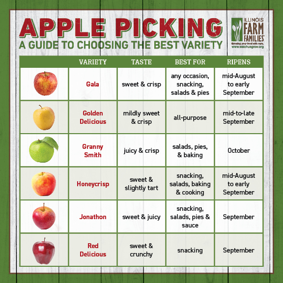 10+ Green Bay Apple Picking Tips For Best Fruit