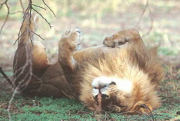 10+ Hours Lions Sleep To Stay Healthy 10+ Hours Lions Sleep To Stay Healthy