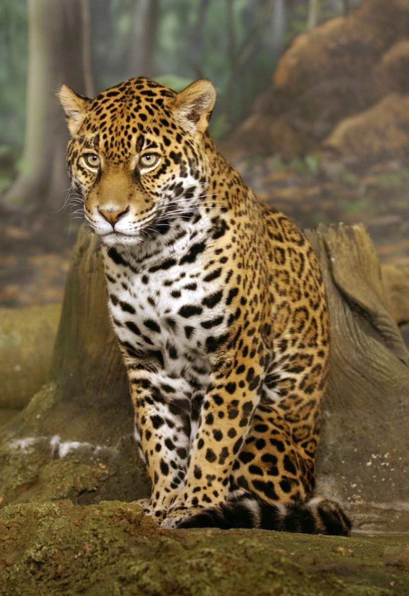 10 Jaguars Owner Facts You Need