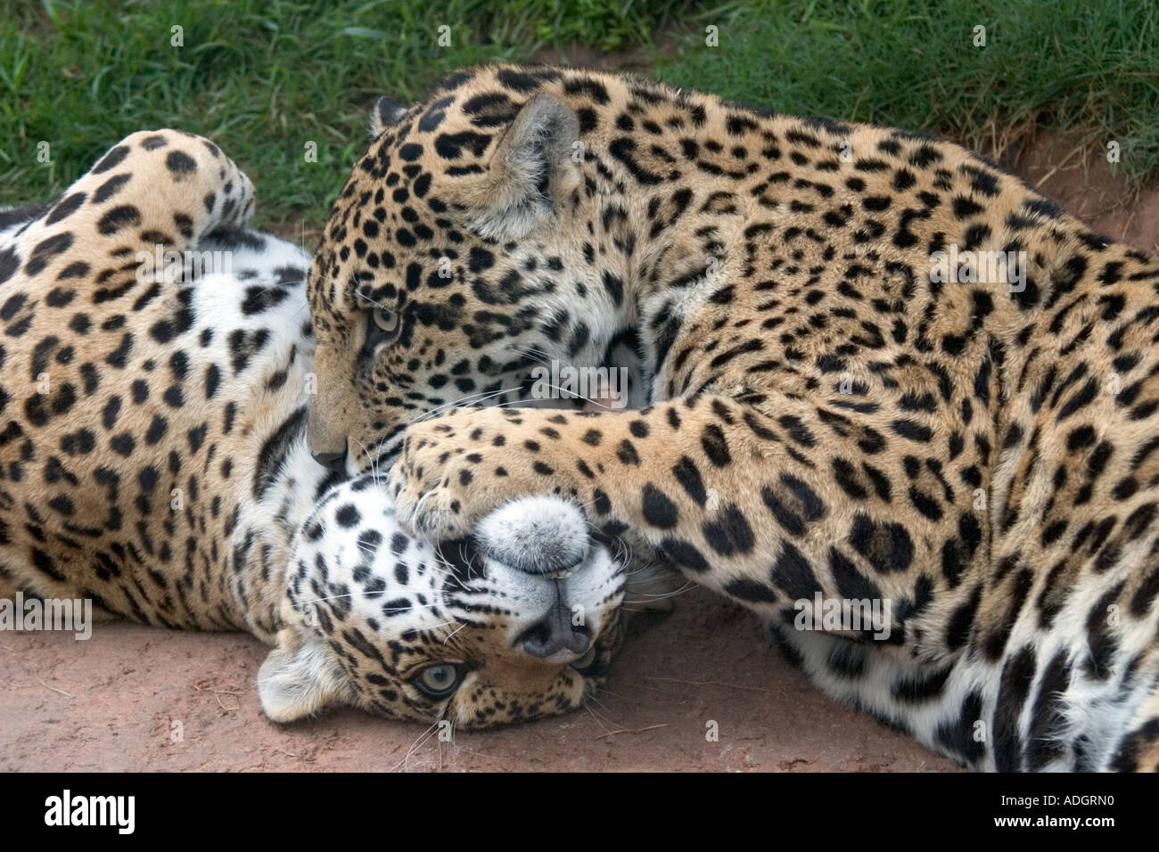 Are The Jaguars Playing Today