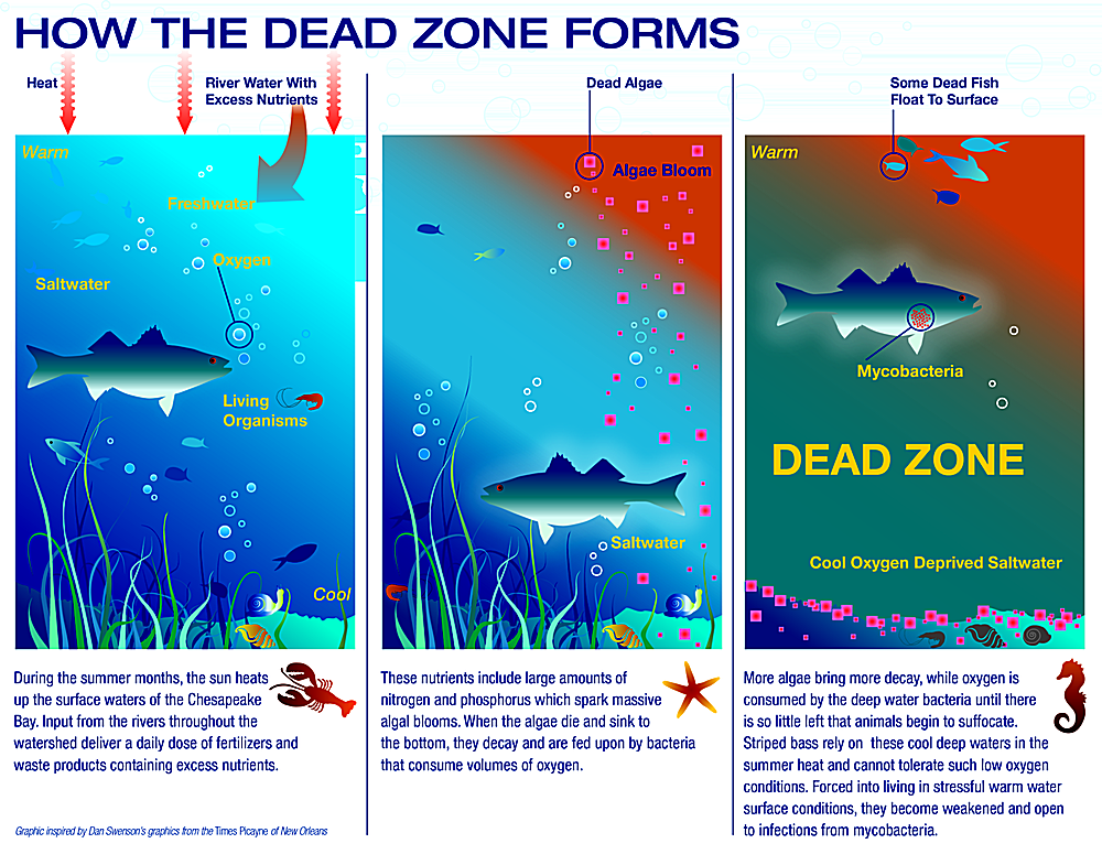 Dead Zones Uncovered: Impact And Solutions