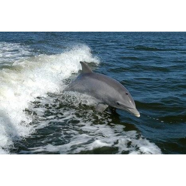 Do The Dolphins Play Football Today