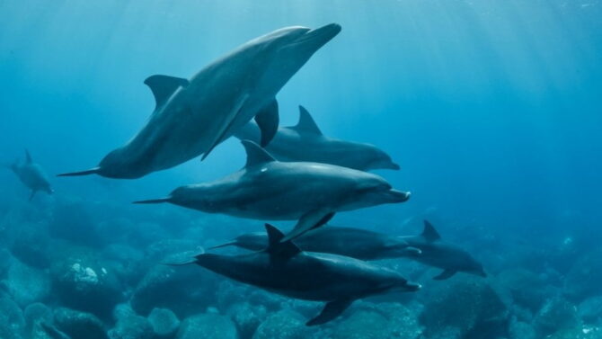 Group Of Dolphins Is Called Group Of Dolphins Is Called