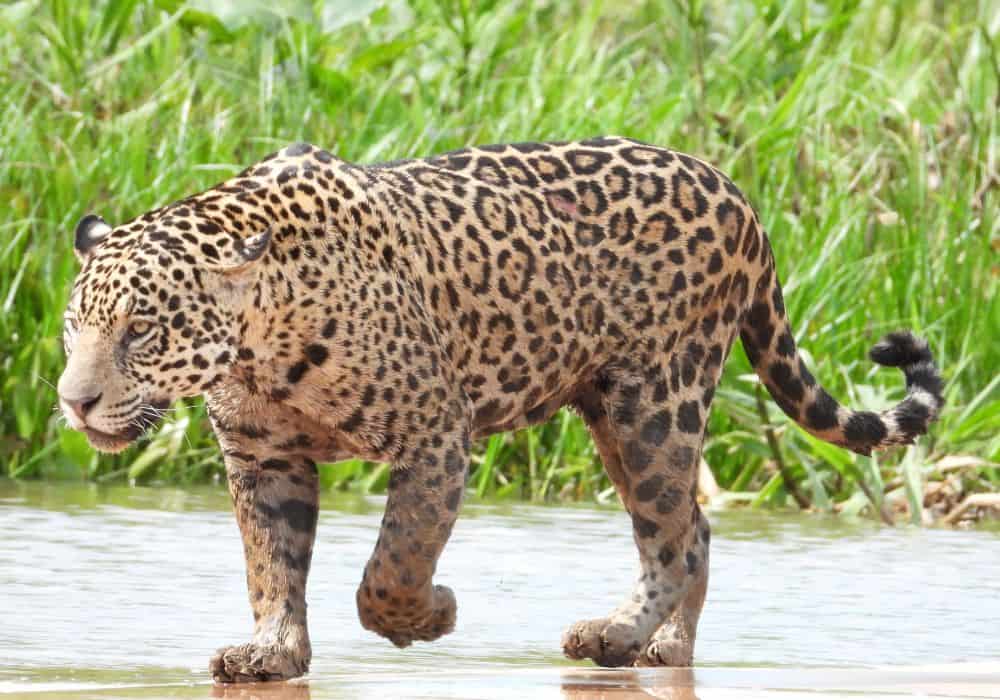 How Big Do Jaguars Get