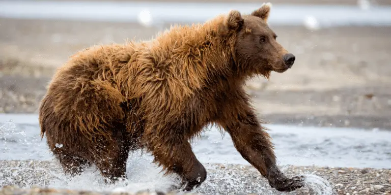 How Fast Can Bears Run