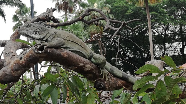 Iguana On Park Menu