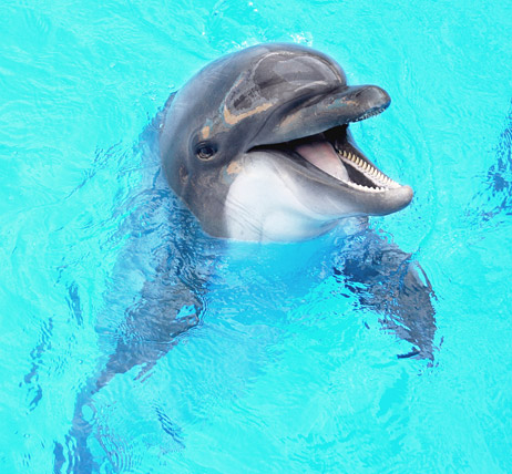 What Do Dolphins Look Like? Authentic Pictures